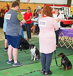 4-h'ers and dogs in obedience judging